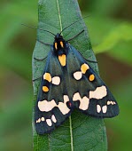 Scarlet tiger moth Animalia,Insecta,Lepidoptera,Erebidae,Callimorpha,Callimorpha dominula,Scarlet tiger moth,tiger moth,moth,moths