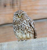 Little owl dozing on a fence owl,owls,bird of prey,birds of prey,predator,talons,carnivore,hunter,sleepy,snoozing,tired,nap,nap time,Little owl,Athene noctua,True Owls,Strigidae,Aves,Birds,Owls,Strigiformes,Chordates,Chordata,Tib
