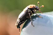 Black burying beetle covered in mites Black sexton beetle,Black burying beetle,burying beetle,sexton beetle,beetle,beetles,Animalia,Arthropoda,Insecta,Coleoptera,Silphidae,Nicrophorus,Nicrophorus humator,mite,mites,parasites,parasite,tick