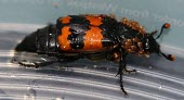 A species of sexton beetle covered in mites sexton beetle,burying beetle,beetle,beetles,Animalia,Arthropoda,Insecta,Coleoptera,Silphidae,Nicrophorus,Nicrophorus vespilloides,mite,mites,parasites,parasite,ticks,Nicrophorus investigator