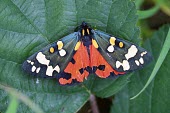 Scarlet tiger moth Animalia,Insecta,Lepidoptera,Erebidae,Callimorpha,Callimorpha dominula,Scarlet tiger moth,tiger moth,moth,moths,macro,close up,patterned,pattern