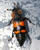 A species of sexton beetle covered in mites sexton beetle,burying beetle,beetle,beetles,Animalia,Arthropoda,Insecta,Coleoptera,Silphidae,Nicrophorus,Nicrophorus vespilloides,mite,mites,parasites,parasite,ticks,Nicrophorus investigator