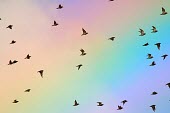 Pacific golden plover flying past a rainbow bird,birds,shorebird,flying,in flight,action,motion,rainbow,flock,plover,plovers,pretty,colourful,sky,Pacific golden plover,Pluvialis fulva,Charadriiformes,Shorebirds and Terns,Aves,Birds,Chordates,Ch