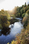 A river flowing through Scottish woodland Scotland,river,landscape,habitat,freshwater,rivers,stream,streams,forest,woodland,trees,tree,autumn,sunlight,leaves,seasons,beauty in nature,idyllic,tranquil scene