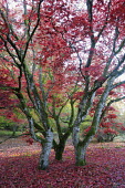 Leaves in shades of red covering trees Scotland,forest,woodland,trees,tree,autumn,sunlight,leaves,seasons,red,moss,green,colourful,maple,acer,beauty in nature,idyllic,tranquil scene