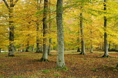 Autum coloured trees Scotland,forest,woodland,trees,tree,autumn,sunlight,leaves,seasons,yellow,colourful,colours,leaf,beauty in nature,idyllic,tranquil scene