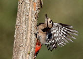 A juvenile greater-spotted woodpecker drumming on a tree woodpecker,young,juvenile,action,motion,pecking,tree,wings,pattern,drumming,Great-spotted woodpecker,Dendrocopos major,Chordates,Chordata,Picidae,Woodpeckers,Piciformes,Woodpeckers and Flicker,Aves,Bi