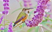 Allen's hummingbird sitting among purple flowers Philip Rathner Allen's hummingbird,Animalia,Chordata,Aves,Caprimulgiformes,Trochilidae,Selasphorus sasin,Allen's Hummingbird,hummingbird,hummingbirds,tropical,bird,birds,perched,perching,perch,bill,flowers,flower,colourful,shallow focus,close up