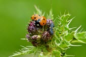 Seven-spot Ladybirds with larvae, on a thistle plant insect,insects,invertebrate,invertebrates,red,spots,spotty,spotted,pattern,beetle,beetles,seven spot ladybird,larvae,larval,larva,thistle,macro,close up,shallow focus,green background,Seven-spot ladyb