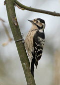 A female lesser spotted woodpecker in a tree Lesser spotted woodpecker,Dendrocopus minor,woodpecker,woodland bird,female,Animalia,Chordata,Aves,Piciformes,Picidae,Dryobates minor,bird,birds,close up,shallow focus,tree,arboreal,Lesser-spotted woo