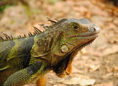 Portrait of a green iguana lizard,lizards,reptile,reptiles,scales,scaly,reptilia,terrestrial,cold blooded,iguana,close up,portrait,shallow focus,dulap,Green iguana,Iguana iguana,Reptilia,Reptiles,Iguanidae,Squamata,Lizards and