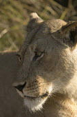 Lioness portrait Africa,Busanga Plains,Kafue,lion,cat,cats,feline,felidae,predator,carnivore,big cat,big cats,lions,apex,vertebrate,mammal,mammals,terrestrial,African,savanna,savannah,Lioness,National Park,Zambia,Lion