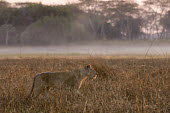 Lioness in the mist at sunrise, Zambia Africa,Busanga Plains,Kafue,lion,cat,cats,feline,felidae,predator,carnivore,big cat,big cats,lions,apex,vertebrate,mammal,mammals,terrestrial,African,savanna,savannah,Lioness,Mist,Morning,National Par