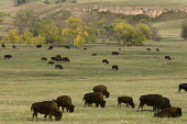 A herd of American bison grazing, South Dakota Bison,Nature Reserve,South Dakota,bison,herbivores,herbivore,vertebrate,mammal,mammals,terrestrial,cattle,ungulate,bovine,American bison,Bison bison,Mammalia,Mammals,Bovidae,Bison, Cattle, Sheep, Goat