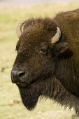 Portrait of an American bison Sergio Pitamitz Bison,Nature Reserve,South Dakota,bison,herbivores,herbivore,vertebrate,mammal,mammals,terrestrial,cattle,ungulate,bovine,American bison,Bison bison,Mammalia,Mammals,Bovidae,Bison, Cattle, Sheep, Goats, Antelopes,Even-toed Ungulates,Artiodactyla,Chordates,Chordata,American buffalo,North America,Temperate,Coniferous,Animalia,Terrestrial,Cetartiodactyla,Near Threatened,Herbivorous,IUCN Red List
