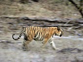 A motion shot of an Indian tiger in a forest opening cat,cats,feline,felidae,predator,carnivore,big cat,big cats,tiger,tigers,Indian tiger,apex,vertebrate,mammal,mammals,terrestrial,stripey,camouflage,camouflaged,forest,motion,action,moving,Tiger,Panthe