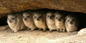 A group of rock hyrax cuddled together positive,Siblings,sibling,caves,Cave,cavern,caverns,Close up,cute,Offspring,children,young,babies,forests,Forest,Terrestrial,ground,Juvenile,immature,child,baby,infants,infant,stones,gravelly,Rock,peb