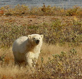 Polar bear wandering coastal Canada during the warmer climate environment,ecosystem,Habitat,wanderer,Nomadic,vagrant,nomad,wandering,Hemispheres,hempisphere,Aquatic,water,water body,shoreline,Shore,sea shore,shoreland,sea side,Northern hemisphere,North hemispher