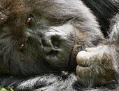 Close up of a mountain gorilla Gorilla beringei beringei,Mountain gorilla,primate,ape,great ape,gorilla,gorillas,jungle,Africa,forest,hair,hairy,portrait,close up,Eastern gorilla,Gorilla beringei,Mammalia,Mammals,Chordates,Chordata