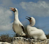 Nazca booby adult and chick Offspring,children,young,babies,Plumage,plumes,plume,feathers,Feather,mature,fully grown,Adult,grown up,adults,chicks,Chick,Juvenile,immature,child,baby,infants,infant,seabird,sea bird,seabirds,sea bi