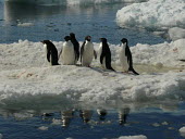 A group of Adélie penguin huddled together on an ice cap polar,Hemispheres,hempisphere,Ocean,oceans,oceanic,saltwater,Marine,saline,Colonisation,Colony,Colonial,environment,ecosystem,Habitat,wintery,cold,Winter,chilly,Cold,berg,Iceberg,Frozen,icy,ice,freezi