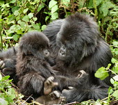 A mother mountain gorilla and her baby Gorilla beringei beringei,Mountain gorilla,baby,young,juvenile,cute,family,mother,primate,ape,great ape,gorilla,gorillas,jungle,Africa,forest,hair,hairy,Eastern gorilla,Gorilla beringei,Mammalia,Mamma