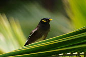 A common myna on a palm frond bird,birds,myna,shallow focus,close up,green background,yellow,green,tropical,jungle,palm,Common myna,Acridotheres tristis,Chordates,Chordata,Perching Birds,Passeriformes,Sturnidae,Starlings,Aves,Bird
