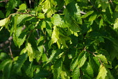Leaves Macro,macrophotography,leaf,leafy,Leafy background,leaves,Green background,Greenery,foliage,vegetation,Close up,plant,plants,flora,greenery