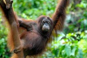 A Bornean orangutan in a tree Borneo,Bornean,Bornean orangutan,Borneo orangutan,orangutan,ape,great ape,apes,great apes,primate,primates,jungle,jungles,forest,forests,rainforest,hominidae,hominids,hominid,Asia,fur,hair,orange,ging
