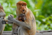 Female proboscis monkey with her baby Terrestrial,ground,Portrait,face picture,face shot,rain forest,tropical rainforest,tropical forest,jungle,Rainforest,jungles,family,forests,Forest,environment,ecosystem,Habitat,Arboreal,treelife,lives
