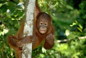 A young Bornean orangutan hanging in a tree environment,ecosystem,Habitat,Arboreal,treelife,lives in tree,tree life,tree dweller,rain forest,tropical rainforest,tropical forest,jungle,Rainforest,jungles,forests,Forest,Terrestrial,ground,tropica