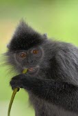 Close up of a silvered leaf monkey monkey,monkeys,primate,primates,arboreal,mammal,mammals,vertebrate,vertebrates,silver leaf monkey,face,close up,portrait,eating,Borneo,Silvered leaf monkey,Trachypithecus cristatus,Old World Monkeys,C