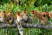 A troop of proboscis monkeys lined up on log monkey,monkeys,primate,primates,arboreal,mammal,mammals,vertebrate,vertebrates,proboscis,nose,face,shallow focus,female,jungle,Borneo,troop,family,Proboscis monkey,Nasalis larvatus,Mammalia,Mammals,Ol