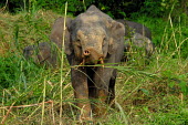 Borneo elephants at the jungles edge Borneo elephant,Borneo pygmy elephant,Elephas maximus borneensis,Animalia,Chordata,Mammalia,Proboscidea,Elephantidae,Elephas maximus,jungle,Borneo,tusks,Chordates,Elephants,Elephants, Mammoths, Mastod
