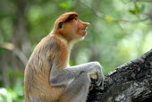 Female proboscis monkey in a tree Terrestrial,ground,rain forest,tropical rainforest,tropical forest,jungle,Rainforest,jungles,Arboreal,treelife,lives in tree,tree life,tree dweller,face,environment,ecosystem,Habitat,Portrait,face pic