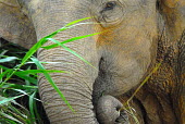 Close up of a Borneo elephant Borneo elephant,Borneo pygmy elephant,Elephas maximus borneensis,Animalia,Chordata,Mammalia,Proboscidea,Elephantidae,Elephas maximus,jungle,Borneo,portrait,close up,juvenile,trunk,Chordates,Elephants,