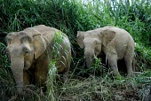 Bornean elephants moving through tall grass Borneo elephant,Borneo pygmy elephant,Elephas maximus borneensis,Animalia,Chordata,Mammalia,Proboscidea,Elephantidae,Elephas maximus,jungle,Borneo,Chordates,Elephants,Elephants, Mammoths, Mastodons,Ma