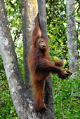 Bornean orangutan clutching mango and bananas Borneo,Bornean,Bornean orangutan,Borneo orangutan,orangutan,ape,great ape,apes,great apes,primate,primates,jungle,jungles,forest,forests,rainforest,hominidae,hominids,hominid,Asia,fur,hair,orange,ging