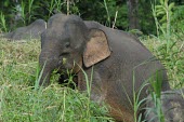 Borneo elephants at the jungles edge Borneo elephant,Borneo pygmy elephant,Elephas maximus borneensis,Animalia,Chordata,Mammalia,Proboscidea,Elephantidae,Elephas maximus,jungle,Borneo,Chordates,Elephants,Elephants, Mammoths, Mastodons,Ma
