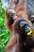 Female Bornean orangutan and young at a sanctuary Borneo,Bornean,Bornean orangutan,Borneo orangutan,orangutan,ape,great ape,apes,great apes,primate,primates,jungle,jungles,forest,forests,rainforest,hominidae,hominids,hominid,Asia,fur,hair,orange,ging