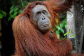 Female Bornean orangutan Borneo,Bornean,Bornean orangutan,Borneo orangutan,orangutan,ape,great ape,apes,great apes,primate,primates,jungle,jungles,forest,forests,rainforest,hominidae,hominids,hominid,Asia,fur,hair,orange,ging