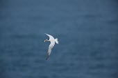 Chinese crested tern flying with a fish in its mouth Thalasseus bernsteini,seabird,sea bird,seabirds,sea birds,aquatic,aquatic birds,coast,coastal,coastline,gull,flying,in-flight,motion,action,shallow focus,fishing,catch,Chinese crested tern,Sterna bern
