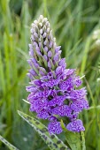 Single common spotted orchid orchid,common spotted orchid,flower,purple,nectar,summer,sunny,sun,grassland,macro,close up,shallow focus,Dactylorhiza fuchsii,Common spotted orchid,Orchid Family,Orchidaceae,Monocots,Liliopsida,Orchi