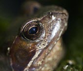 Common frog in garden pond frog,common,rana,temporaria,pond,river,stream,amphibian,webbed feet,eyes,eye,weed,garden,habitat,wet,slimy,macro,close up,shallow focus,Common frog,Rana temporaria,Anura,Frogs and Toads,Amphibians,Amp
