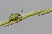 Green shield bug nymph on grass stem green,shield bug,Palomena,prasina,Arthropoda,Hemiptera,Heteroptera,Pentatomorpha,Pentatomoidea,Pentatomidae,Pentatominae,nymph,close up,shallow focus,bug,insect,insects,bugs,green background,macro,Gre