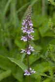 Marsh woundwort flower in woodland Marsh Woundwort,Hedge-nettle,Plantae,Tracheophyta,Magnoliopsida,Lamiales,Lamiaceae,Stachys palustris,robust,perennial,scentless,rivers