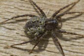 Spotted wolf spider with spiderlings spotted wolf spider,spiderlings,eight,legs,eyes,carry,motherhood,nurture,protect,Pardosa amentata,spider,spiders,invertebrate,invertebrates,arachnid,arachnids,baby,young,offspring,brood,macro,close up