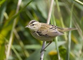 Sedge warbler perched on reeds Sedge Warbler,Acrocephalus schoenobaenus,sedge,warbler,summer,migrant,visitor,perched,perching,perch,reed,reeds,shallow focus,close up,Chordates,Chordata,Perching Birds,Passeriformes,Aves,Birds,Old Wo