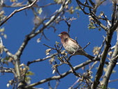 Cassin's finch perched in a tree Animalia,Chordata,Aves,Passeriformes,Fringillidae,Haemorhous cassinii,Carpodacus cassinii,finch,bird,birds,perched,perch,perching,red,Cassin's finch
