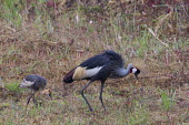 Grey crowned-crane and chick Wetland,mire,muskeg,peatland,bog,environment,ecosystem,Habitat,Terrestrial,ground,wading,wader,long legs,long legged,wetland,bill,flock,cranes,crane,chick,chicks,young,fledgling,family,Grey crowned-cr